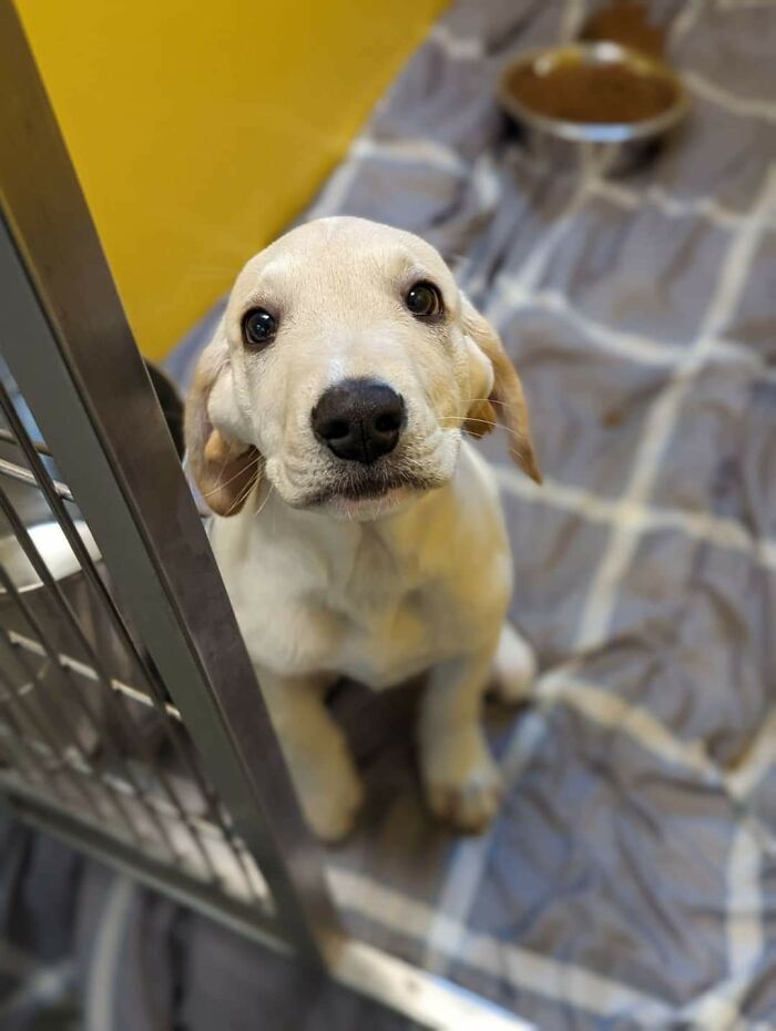 “This Is What You See At The Gates Of Heaven”: 141 Of The Cutest Dogs Ever (New Pics)