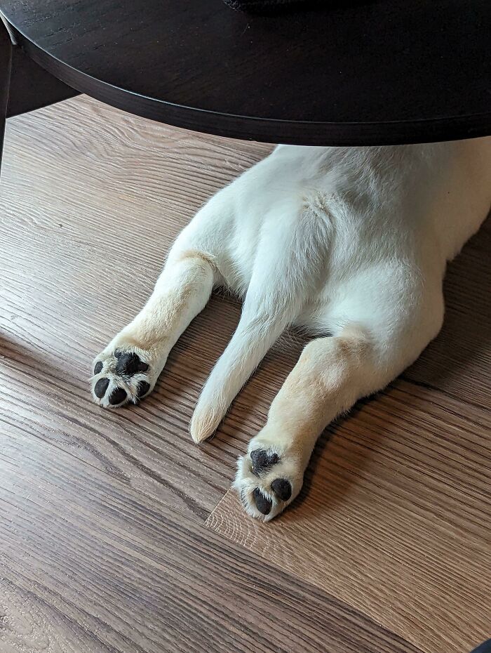 “This Is What You See At The Gates Of Heaven”: 141 Of The Cutest Dogs Ever (New Pics)