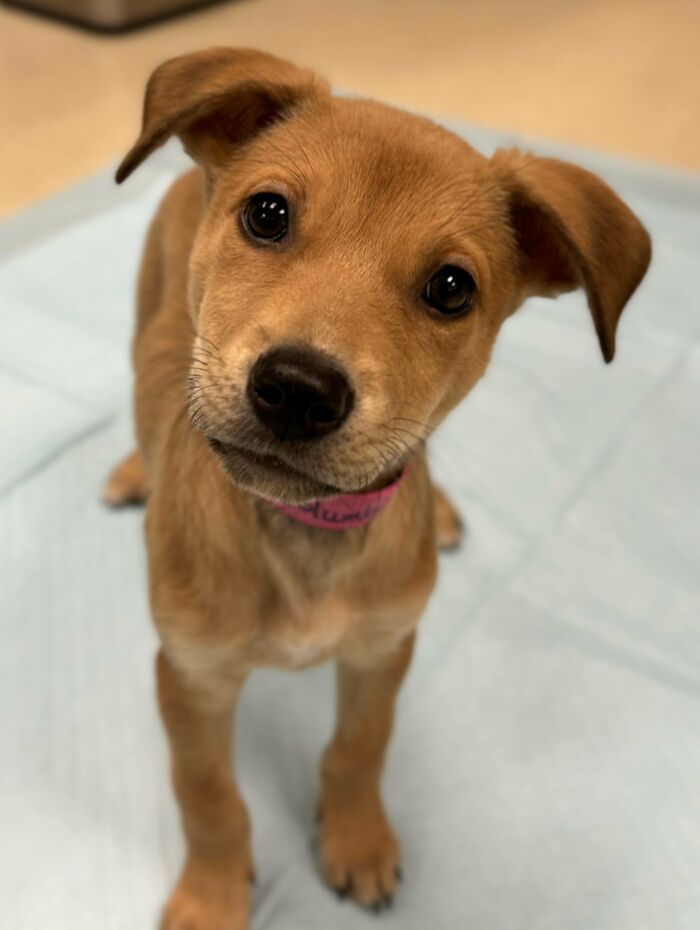 “This Is What You See At The Gates Of Heaven”: 141 Of The Cutest Dogs Ever (New Pics)