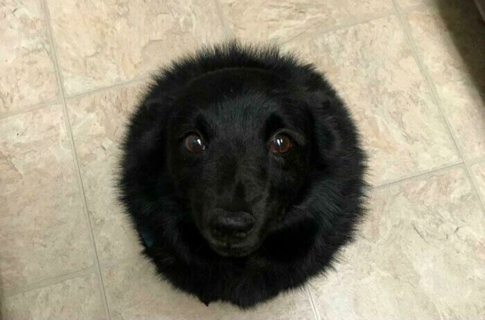 “This Is What You See At The Gates Of Heaven”: 141 Of The Cutest Dogs Ever (New Pics)