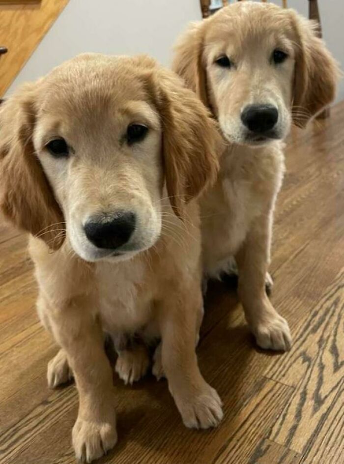 “This Is What You See At The Gates Of Heaven”: 141 Of The Cutest Dogs Ever (New Pics)