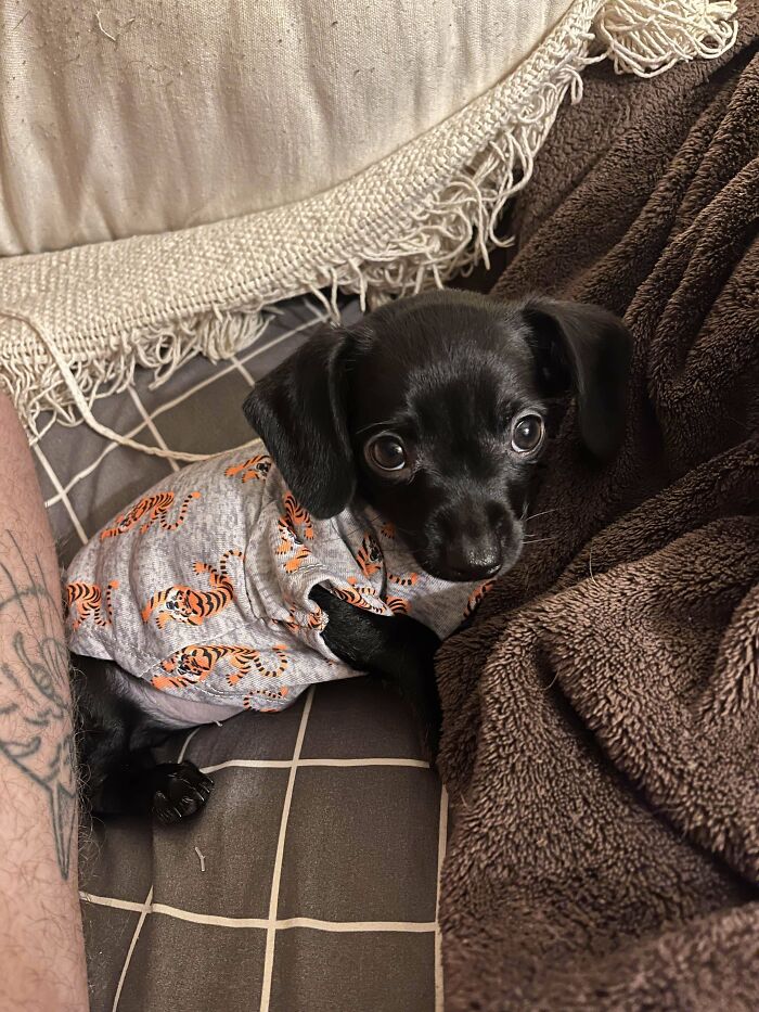 “This Is What You See At The Gates Of Heaven”: 141 Of The Cutest Dogs Ever (New Pics)
