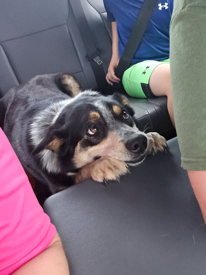 “This Is What You See At The Gates Of Heaven”: 141 Of The Cutest Dogs Ever (New Pics)