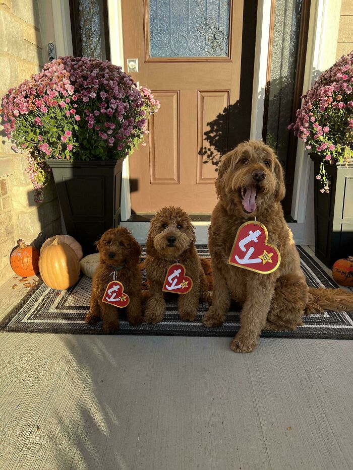“This Is What You See At The Gates Of Heaven”: 141 Of The Cutest Dogs Ever (New Pics)