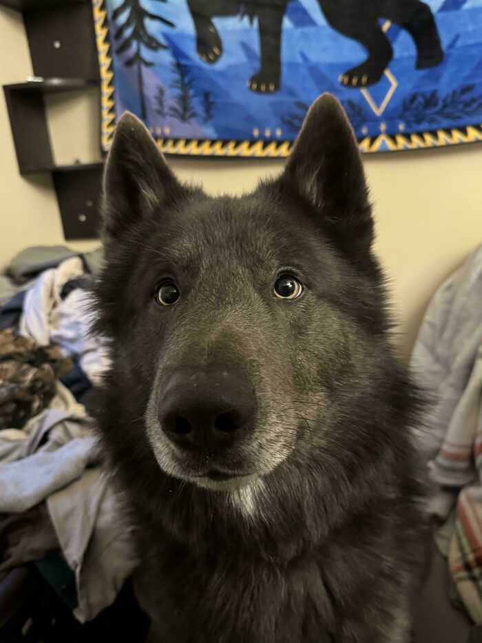 “This Is What You See At The Gates Of Heaven”: 141 Of The Cutest Dogs Ever (New Pics)