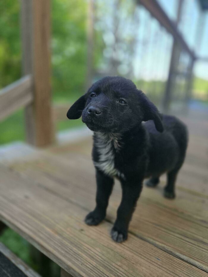 “This Is What You See At The Gates Of Heaven”: 141 Of The Cutest Dogs Ever (New Pics)
