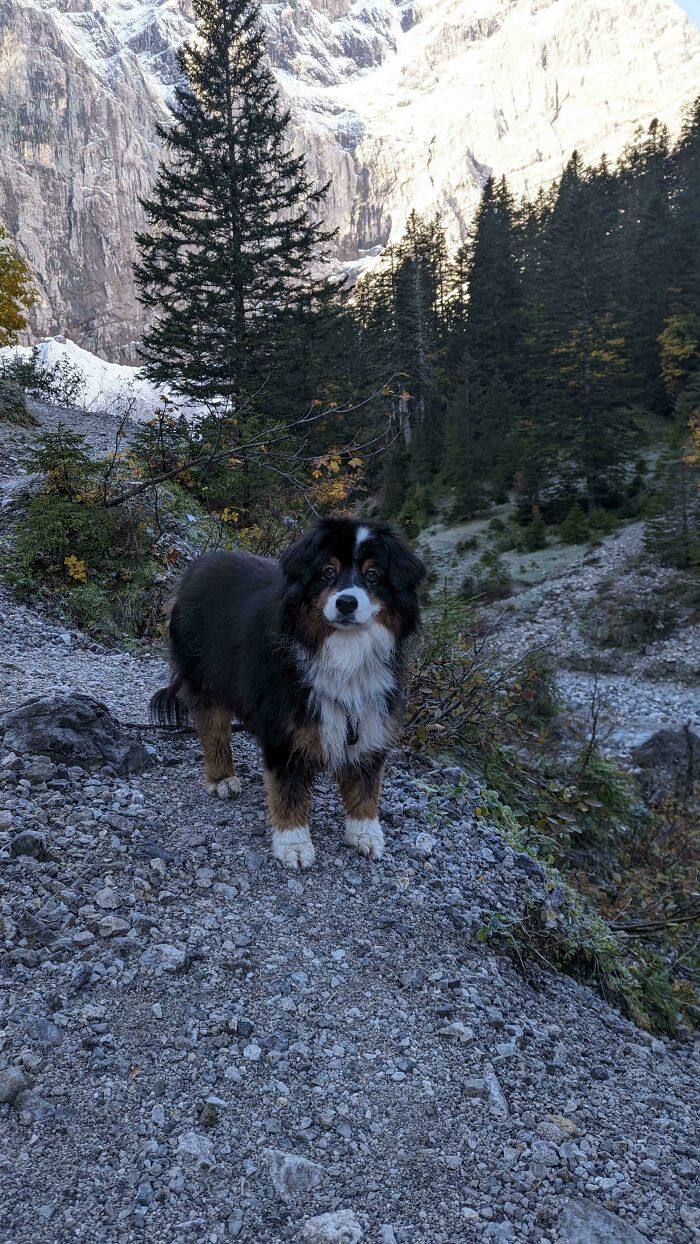 “This Is What You See At The Gates Of Heaven”: 141 Of The Cutest Dogs Ever (New Pics)