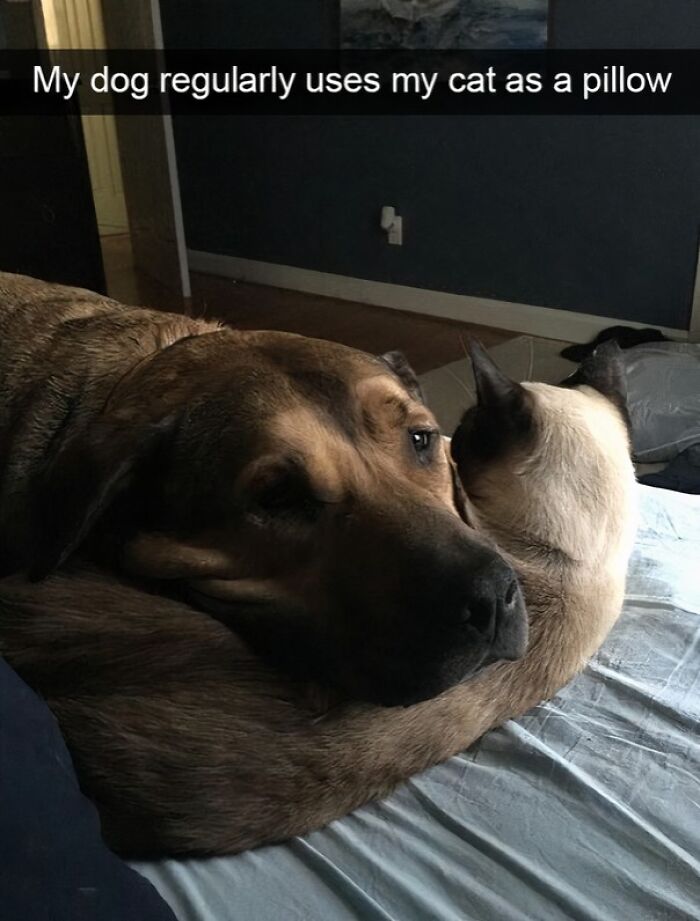 “This Is What You See At The Gates Of Heaven”: 141 Of The Cutest Dogs Ever (New Pics)