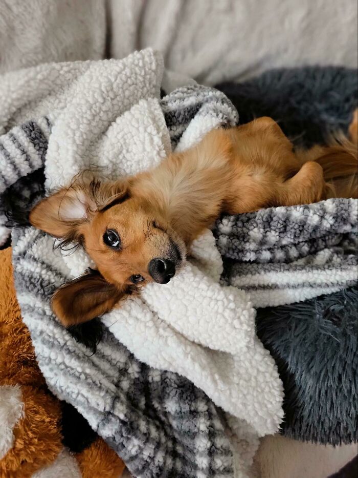 “This Is What You See At The Gates Of Heaven”: 141 Of The Cutest Dogs Ever (New Pics)