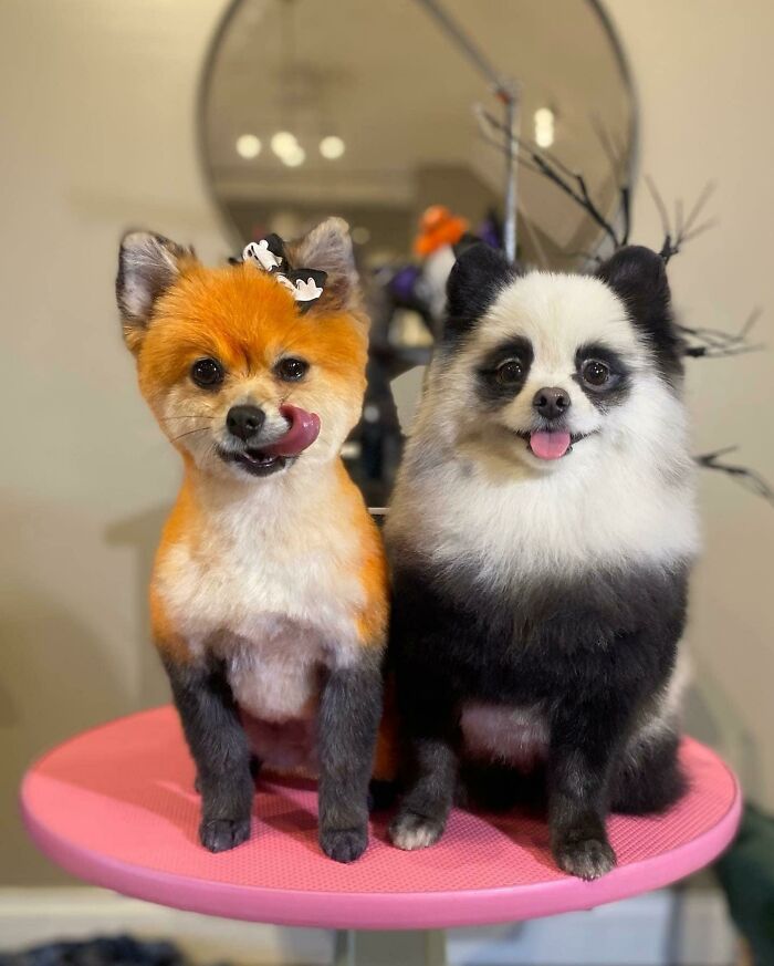 “This Is What You See At The Gates Of Heaven”: 141 Of The Cutest Dogs Ever (New Pics)