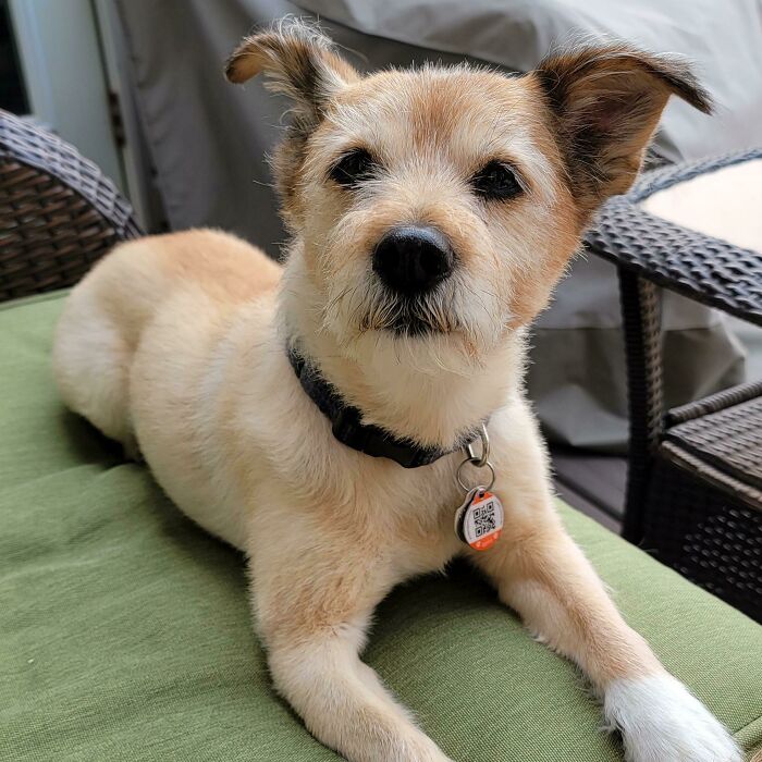 “This Is What You See At The Gates Of Heaven”: 141 Of The Cutest Dogs Ever (New Pics)