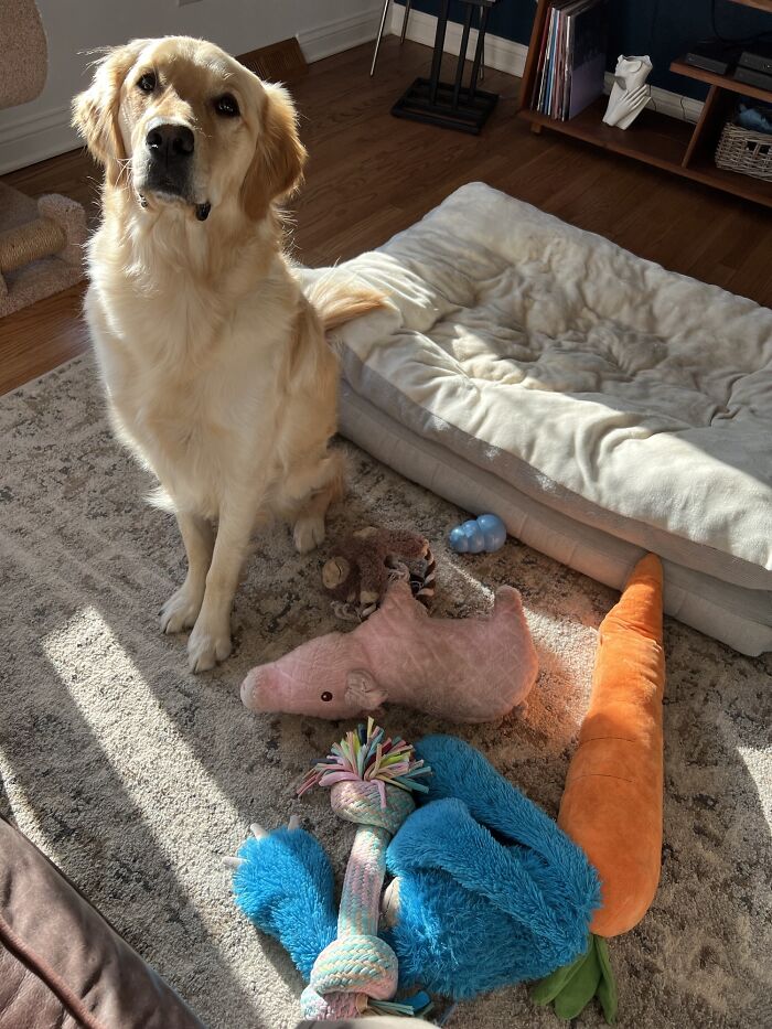 “This Is What You See At The Gates Of Heaven”: 141 Of The Cutest Dogs Ever (New Pics)