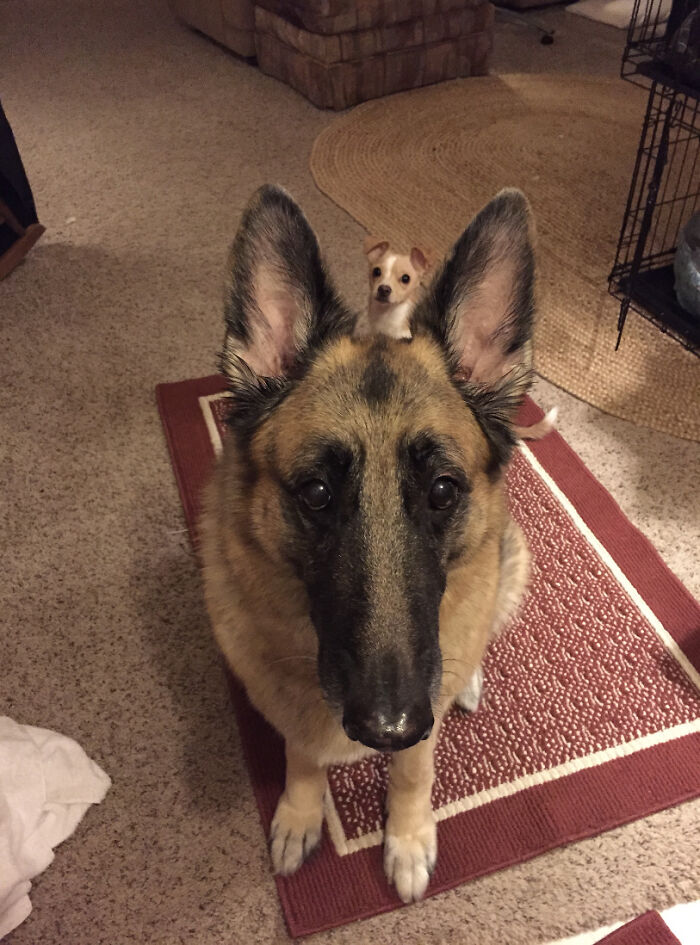 “This Is What You See At The Gates Of Heaven”: 141 Of The Cutest Dogs Ever (New Pics)
