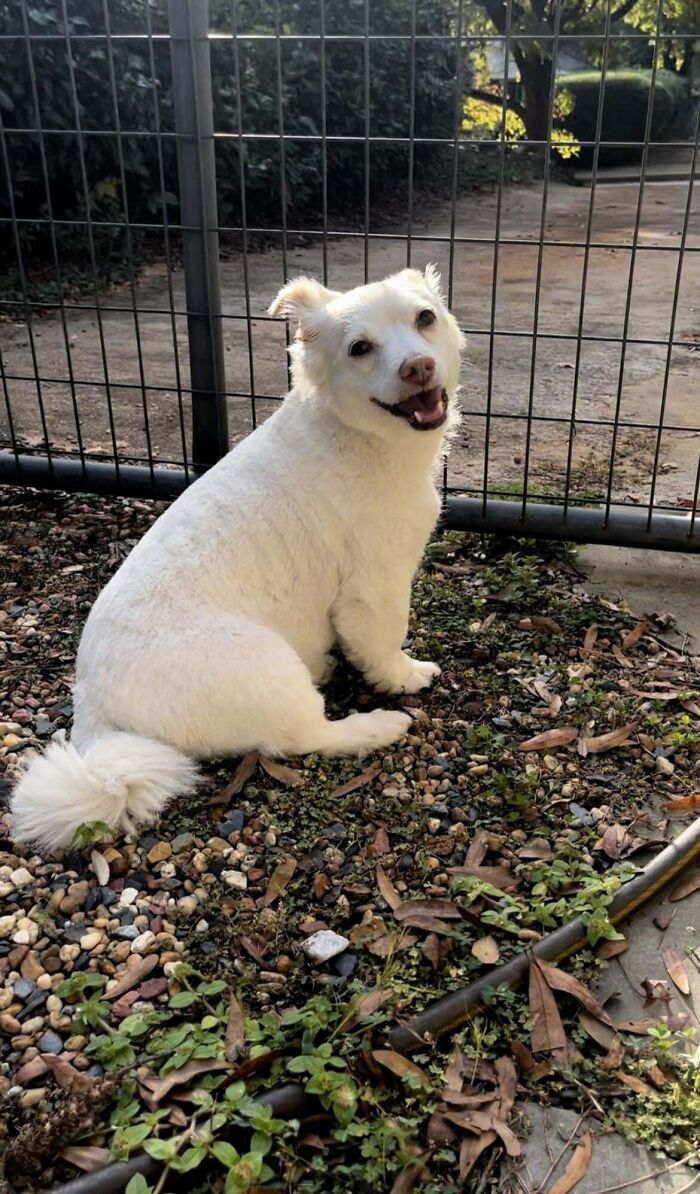 “This Is What You See At The Gates Of Heaven”: 141 Of The Cutest Dogs Ever (New Pics)