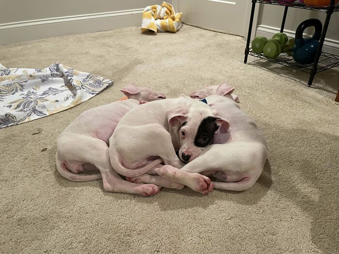 “This Is What You See At The Gates Of Heaven”: 141 Of The Cutest Dogs Ever (New Pics)