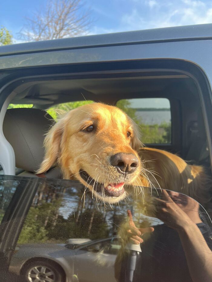 “This Is What You See At The Gates Of Heaven”: 141 Of The Cutest Dogs Ever (New Pics)