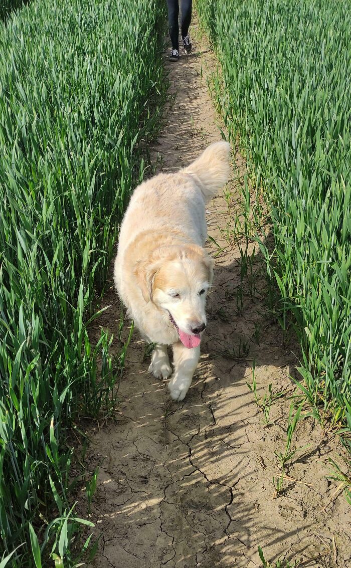 “This Is What You See At The Gates Of Heaven”: 141 Of The Cutest Dogs Ever (New Pics)