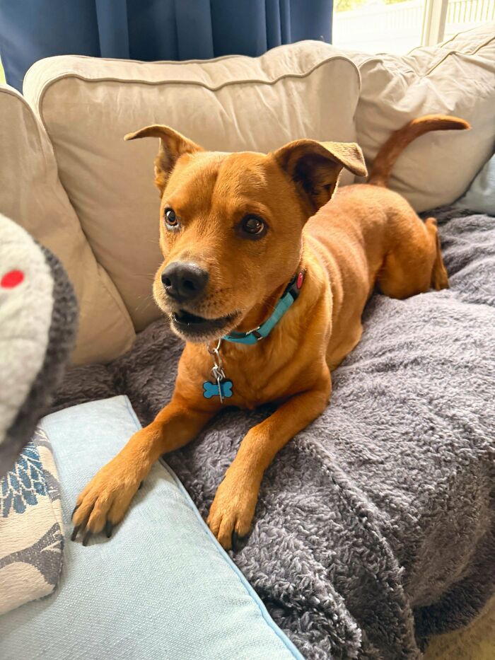 “This Is What You See At The Gates Of Heaven”: 141 Of The Cutest Dogs Ever (New Pics)
