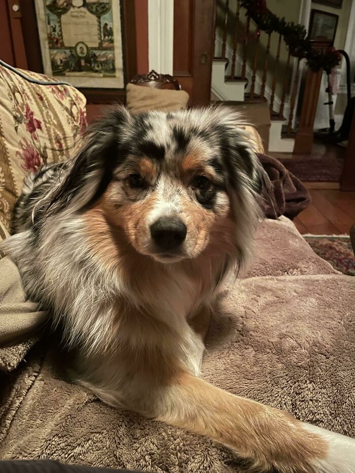 “This Is What You See At The Gates Of Heaven”: 141 Of The Cutest Dogs Ever (New Pics)
