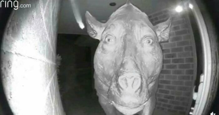 77 Cursed Images So Unhinged, You Might Wonder What Corner Of The Internet They Crawled Out From