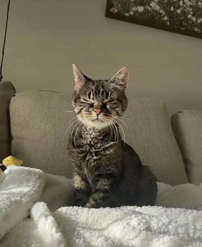 139 Pics Of Cute, Smol, Majestic And Charming Cats To Heal Your Soul