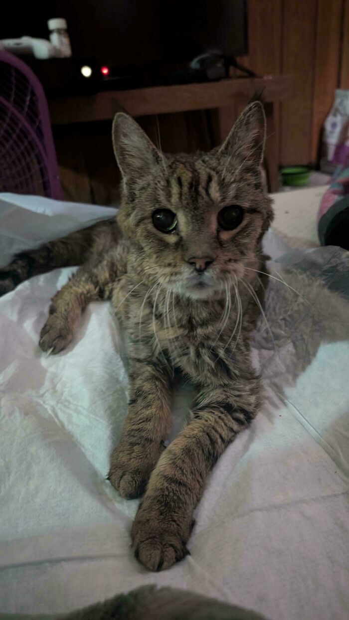 139 Pics Of Cute, Smol, Majestic And Charming Cats To Heal Your Soul