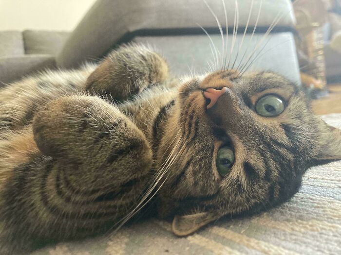 139 Pics Of Cute, Smol, Majestic And Charming Cats To Heal Your Soul