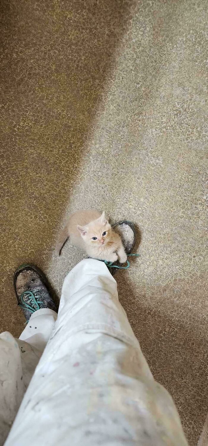 139 Pics Of Cute, Smol, Majestic And Charming Cats To Heal Your Soul