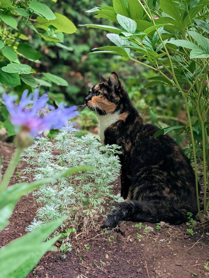 139 Pics Of Cute, Smol, Majestic And Charming Cats To Heal Your Soul