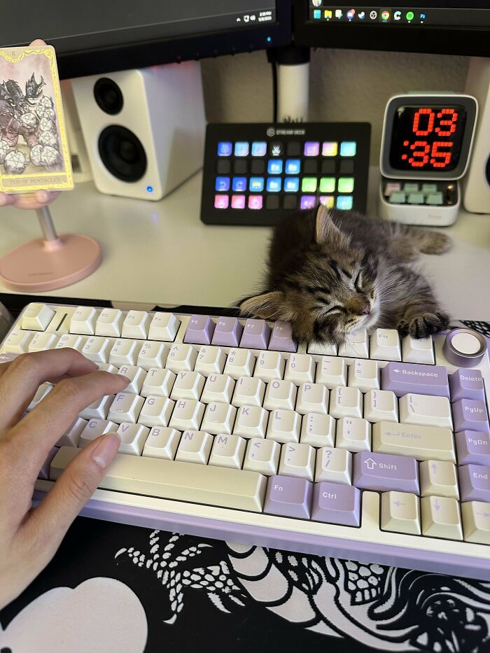 139 Pics Of Cute, Smol, Majestic And Charming Cats To Heal Your Soul