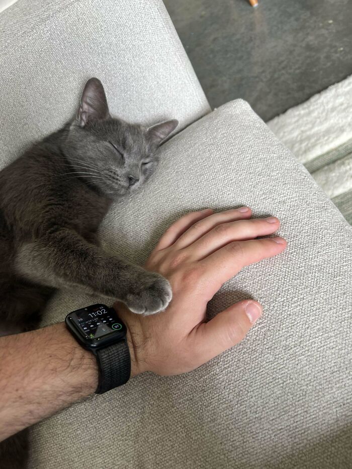 139 Pics Of Cute, Smol, Majestic And Charming Cats To Heal Your Soul