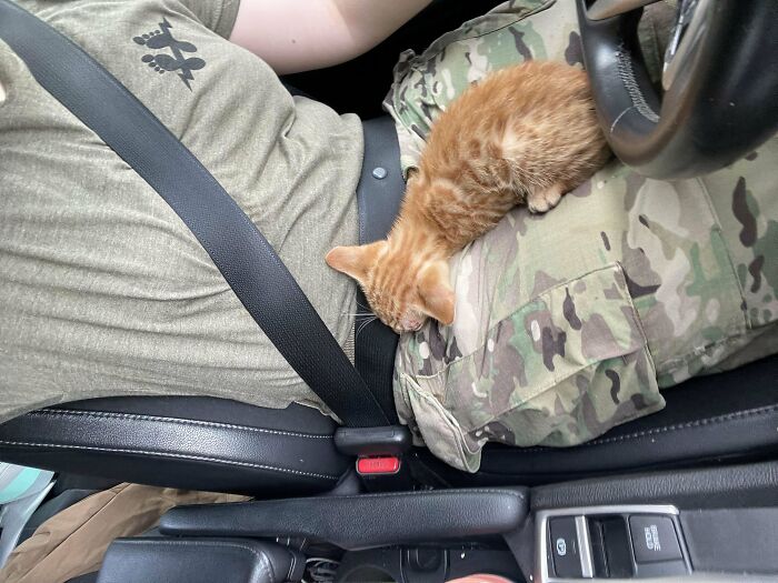 139 Pics Of Cute, Smol, Majestic And Charming Cats To Heal Your Soul
