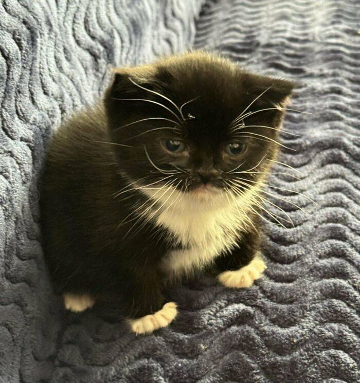 139 Pics Of Cute, Smol, Majestic And Charming Cats To Heal Your Soul