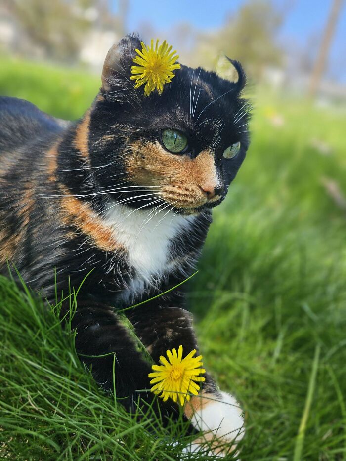 139 Pics Of Cute, Smol, Majestic And Charming Cats To Heal Your Soul