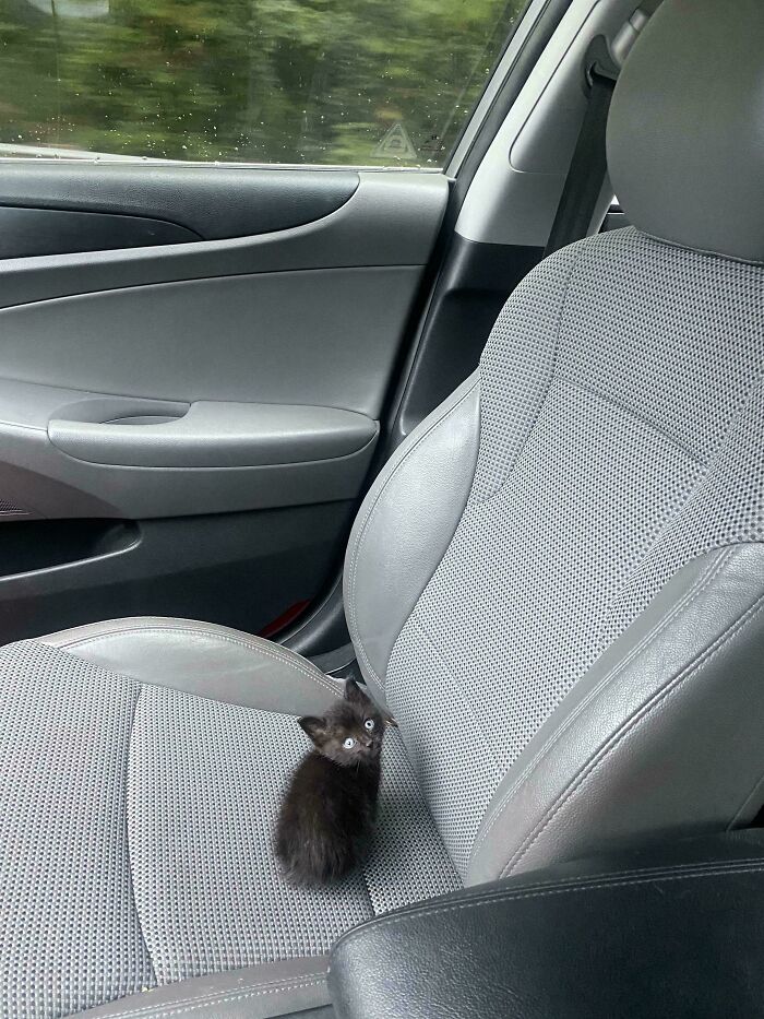 139 Pics Of Cute, Smol, Majestic And Charming Cats To Heal Your Soul
