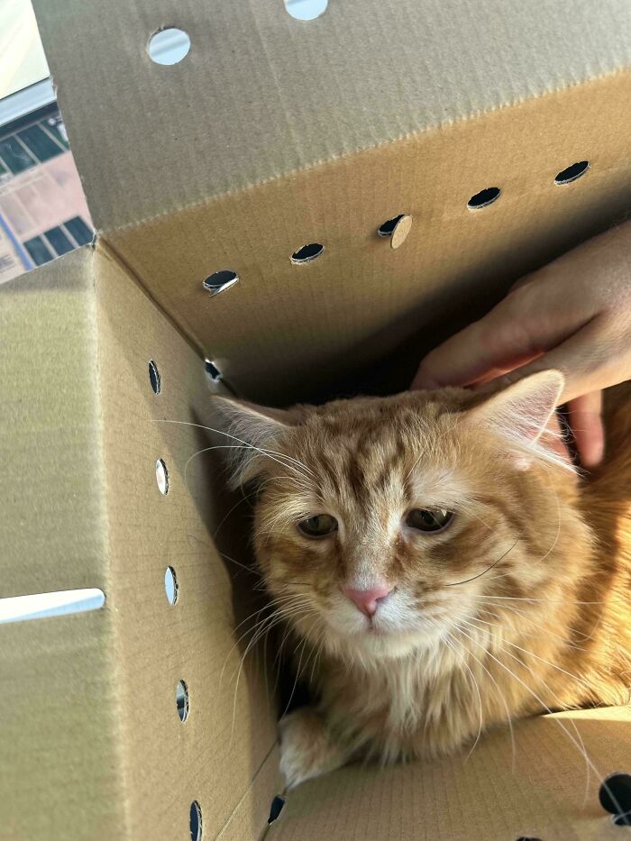 139 Pics Of Cute, Smol, Majestic And Charming Cats To Heal Your Soul