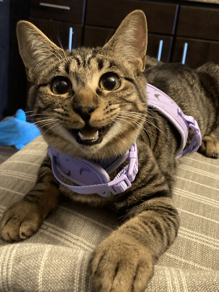 139 Pics Of Cute, Smol, Majestic And Charming Cats To Heal Your Soul