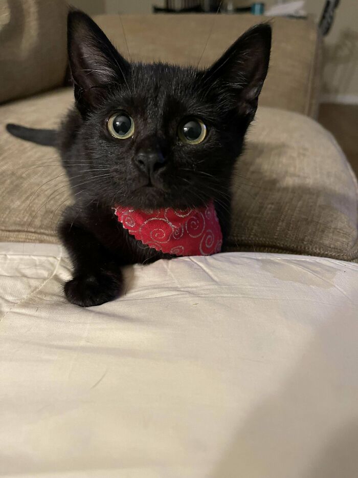 139 Pics Of Cute, Smol, Majestic And Charming Cats To Heal Your Soul