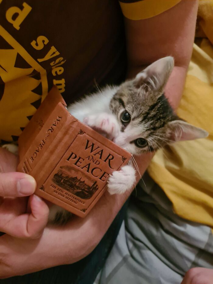 139 Pics Of Cute, Smol, Majestic And Charming Cats To Heal Your Soul