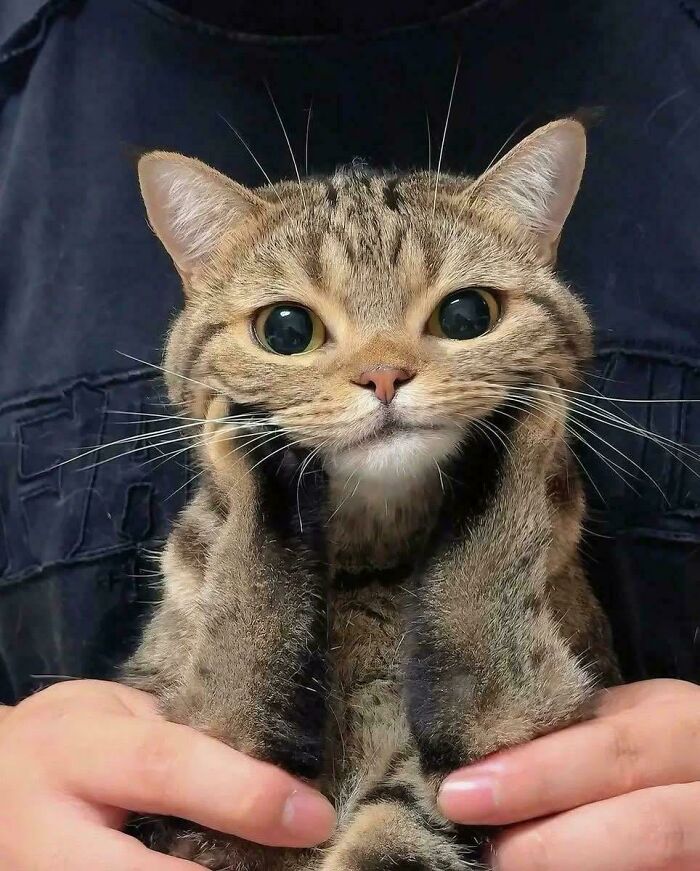 139 Pics Of Cute, Smol, Majestic And Charming Cats To Heal Your Soul