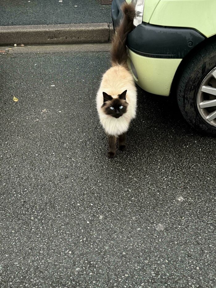 139 Pics Of Cute, Smol, Majestic And Charming Cats To Heal Your Soul