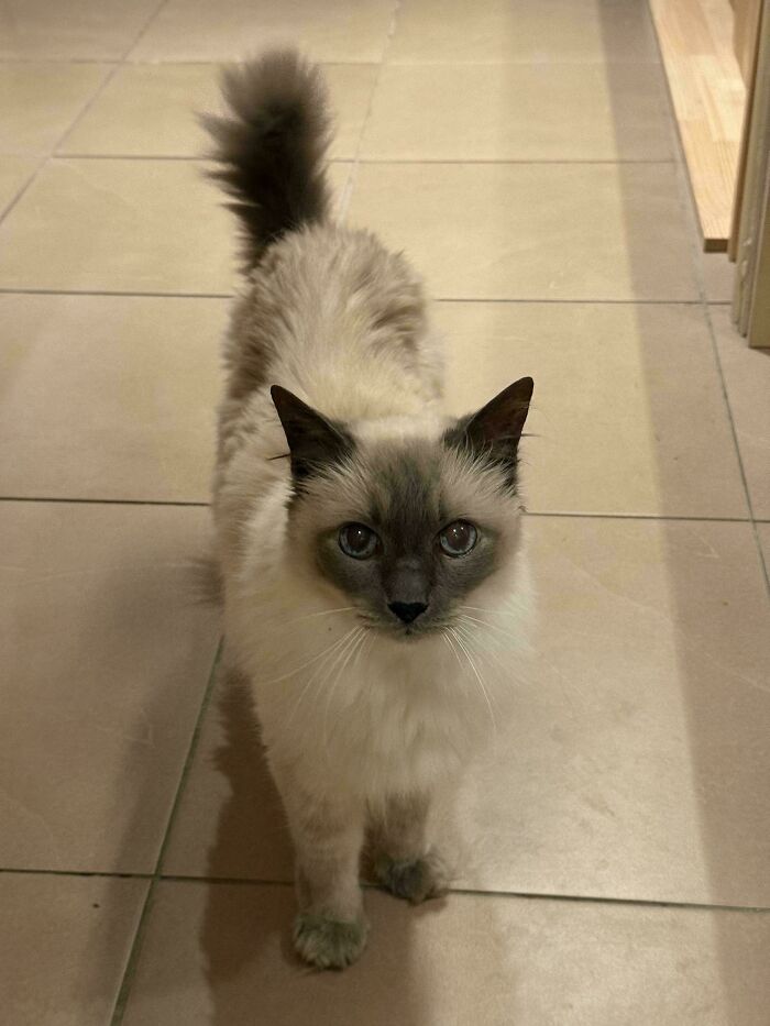 139 Pics Of Cute, Smol, Majestic And Charming Cats To Heal Your Soul