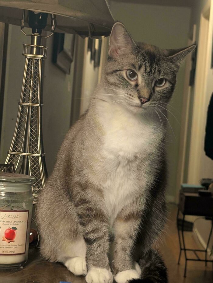 139 Pics Of Cute, Smol, Majestic And Charming Cats To Heal Your Soul