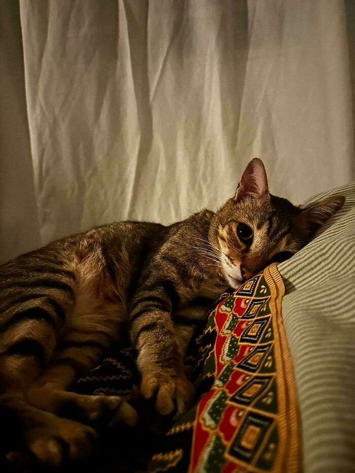 139 Pics Of Cute, Smol, Majestic And Charming Cats To Heal Your Soul