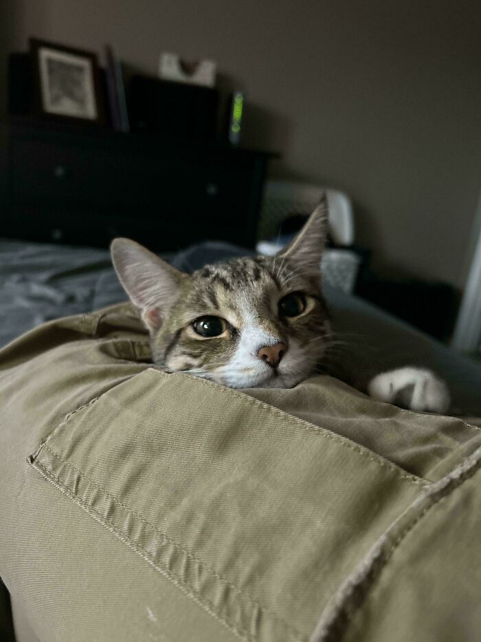 139 Pics Of Cute, Smol, Majestic And Charming Cats To Heal Your Soul