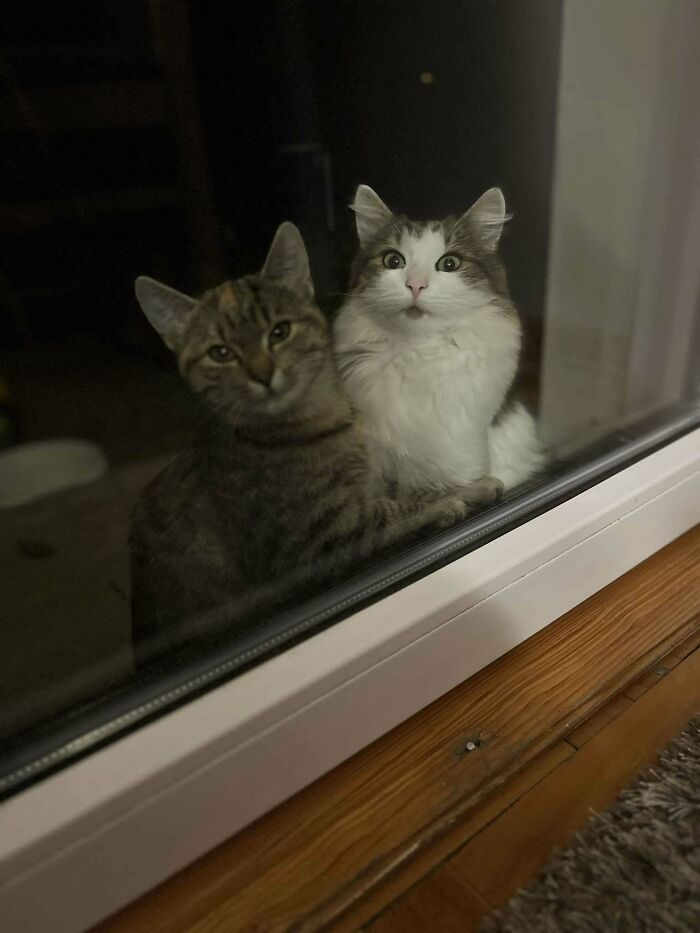 139 Pics Of Cute, Smol, Majestic And Charming Cats To Heal Your Soul