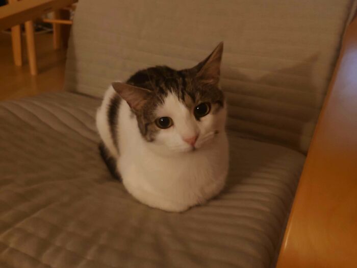 139 Pics Of Cute, Smol, Majestic And Charming Cats To Heal Your Soul
