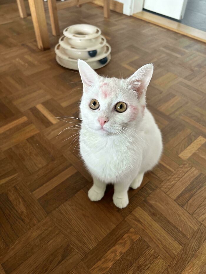 139 Pics Of Cute, Smol, Majestic And Charming Cats To Heal Your Soul