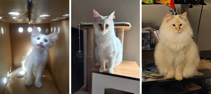 139 Pics Of Cute, Smol, Majestic And Charming Cats To Heal Your Soul