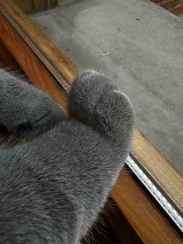 139 Pics Of Cute, Smol, Majestic And Charming Cats To Heal Your Soul